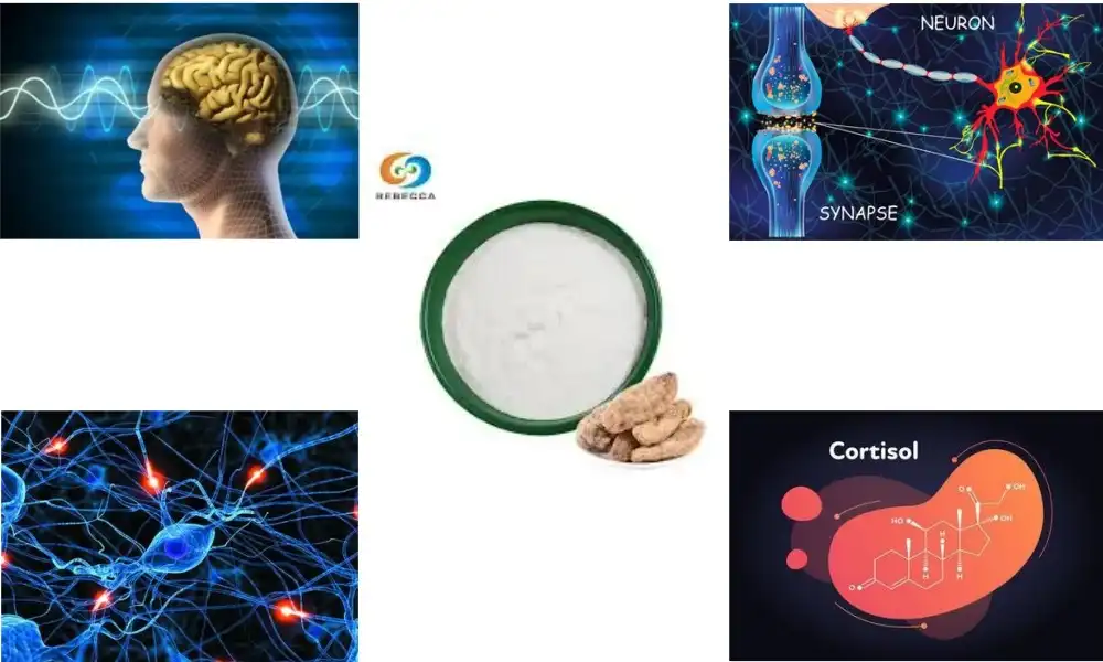 Why Gastrodin Is the Underrated Nootropic You Need?